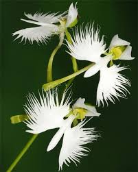 Image result for Habenaria tenuispica