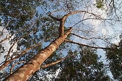 Image result for Hevea brasiliensis