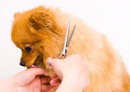 We also have a wide variety of treats, toys, and health supplements. Natural Dog Food Rockledge Melbourne Cocoa Pet Pros