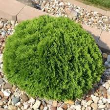 Image result for Hetaeria occidentalis