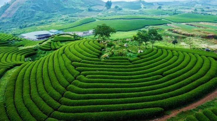Du lịch Mộc Châu: Top 20 địa điểm checkin đẹp rụng rời cho giới trẻ - MOTOGO