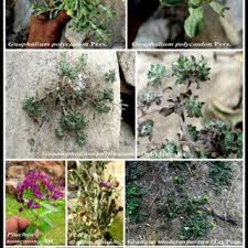 Image result for Gnaphalium polycaulon