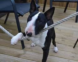 Black And White Pit Bull Terrier Beautiful Black And White Bull Terrier British Bull Terrier Pitbull Terrier