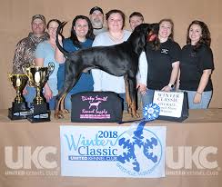 Grey kitchen ideas ukc events coonhound dog. Coonhound News Black And Blue Finish At Ukc Winter Classic United Kennel Club Ukc