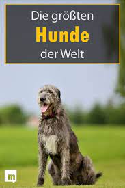 die 10 grossten hunde der welt hunde hunde rassen hunderassen