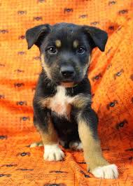 Black And Tan Australian Shepherd Puppies For Sale Australian Shepherd Rottweiler Mix Puppies For Sale Rottweiler Mix Puppies Rottweiler Mix Rottweiler