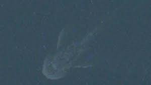 Nessie on google maps uk tabloid the sun claim to have found the loch ness monster in the satellite imagery of google maps and google earth. Ungeheuer Von Loch Ness Entdeckung Auf Apple Maps Der Spiegel