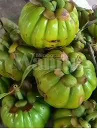 Bagian asam gelugur yang biasanya dimanfaatkan sebagai obat alami untuk menjaga kesehatan dan mengatasi berbagai penyakit adalah bagian daun, bunga, dan buah. Mudahnya Buat Asam Keping Sendiri Lepas 4 Hari Dah Boleh Guna Mingguan Wanita