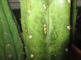 Appreciates light shade during hot while every effort has been made to describe these plants accurately, please keep in mind that height, bloom time, and color may differ in various climates. What Are These Dark Spots On My San Pedro Cactus