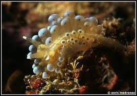 Image result for Blu Atlantico 2008 147