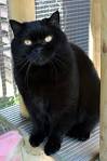 8 Best Black British shorthair images | British shorthair ...