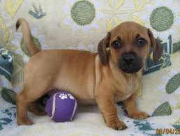Black And Brown Dachshund Mix Daug Daschund Pug Can You Say The Best 2 Dogs Of All Time Daug Dachshund Pug Mix Info Temperament Puppies Pictures Information In 2020 Pugs Throw Pillow Dog Chug Dog