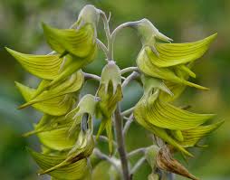Image result for Crotalaria burkeana