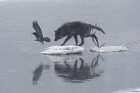 Help support long range hunting : One Way To Save The Wolf Hunt It High Country News Know The West