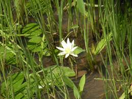 Image result for Nymphaea nouchali