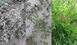 Image result for Tragus pedunculatus