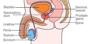 Use it or lose it they say, and that is certainly true when it comes to cognitive ability. Health And Sex Quiz Male Reproductive System Proprofs Quiz