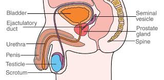 They affect your personal relationships and can create challenges. Health And Sex Quiz Male Reproductive System Proprofs Quiz