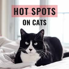 However, many people are shocked at the thought of shaving their little beauty, so here's how you can. How To Get Rid Of Hot Spots On Cats Pethelpful By Fellow Animal Lovers And Experts