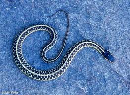 California kingsnakes range from medium brown to jet black in color, with white to yellow markings. Snakes Of New York
