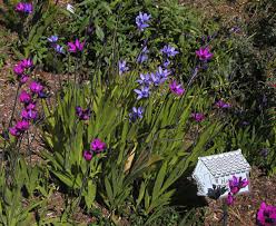 Image result for Babiana