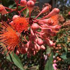 Maybe you would like to learn more about one of these? Dwarf Flowering Gums Nurseries Online