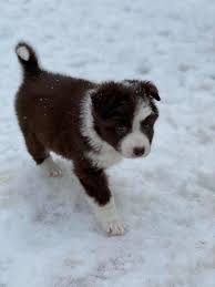 The barking boutique has border collie puppies for sale! Brucker Creek Border Collies Home Facebook