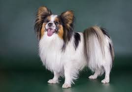 Black And White Papillon Dog Papillon Dog The Papillon Also Called The Continental Toy Spaniel Is A Breed Of Dog Of The Papillon Dog The Papillon Also Called T Papillon Dog Dogs Spaniel