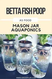 Aquaponics System Using Fish Waste As Plant Fertilizer Is Known As Aquaponics No Soil Is Needed Because The Plants In Jars Fertilizer For Plants Aquaponics