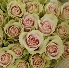 Antibalas arrangements bouquet bouquets bridal brides bulk bulletproof buy carnation chaleco cheap cut delivery exotic florist flower flowers fresh garden in online order petals purchase. Wholesale Roses Wholesale Roses Rose Cheap Flowers