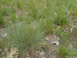 Image result for Festuca
