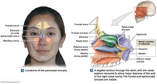 Pin On Anatomy And Physiology Diagrams