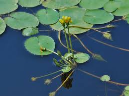 Image result for Nymphoides milnei
