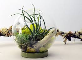 Table Terrarium With Ceramic Ring Air Plant Holiday Home Etsy Air Plant Terrarium Air Plants Plants