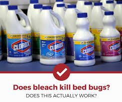 Bed bugs, or cimicidae, are small parasitic insects. Does Bleach Kill Bed Bugs The Answer Might Surprise You Pest Strategies