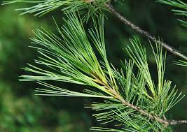 Image result for Pinus strobus