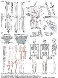 山本しかく on twitter human anatomy drawing anatomy art anatomy drawing