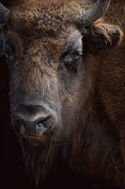 Pin By Daniel Bear Hunley On Animals Birds Insects Etc Animals Animals Beautiful Animals Wild