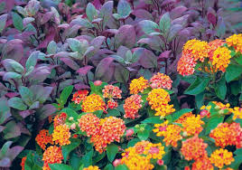 This variety, selected from a species of plants commonly known as joseph's coat, stays small and has beautiful foliage. Little Ruby Has A Growing Reputation In The Plant World The Blade