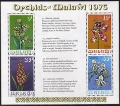 Image result for Disa welwitschii