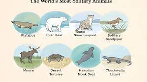 The Most Solitary Animals In The World