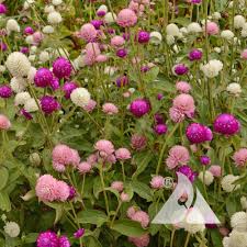 Image result for Aquilegia pompom mix