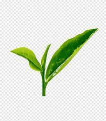 Daun teh kartun daun teh daun teh diseduh ilustrasi kartun. Teh Hijau Longjing Teh Xinyang Maojian Teh Tieguanyin Teh Hijau Tippy Hq S Daun Teh Png Pngegg