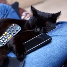 Popular black cats in pop culture a number of iconic black cats have been in tv, movies and even the white house. Black Cat Names The Only List You Ll Need To Find The Purrfect Name