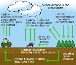 Cycles Water Oxygen Nitrogen Geography For Kids Carbon Cycle Nitrogen Cycle