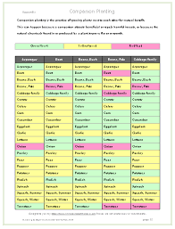 gardening basics planting by color