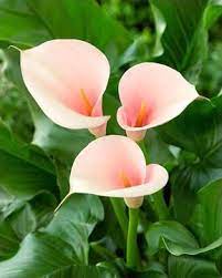 Calla Lily Flamingo Zantedeschia Aethiopica Most Beautiful Flowers Lily Flower Calla Lily