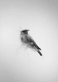 Black And White Birds In Northern California Pin By Brenna H On Free As A Bird White Bird Tattoos Black Bird Black And White Birds