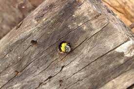 Usually you have either wood boring bumble bees and or carpenter ants. Where Do Carpenter Bees Go In The Winter Best Bee Brothers