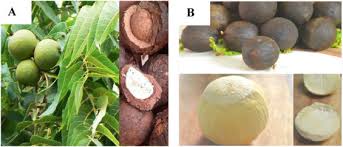 Image result for Coula edulis